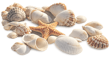seashells